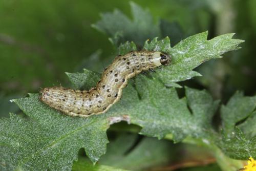 Macdunnoughia confusa